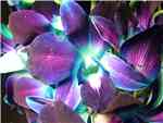 Bom Royal Blue Orchids - Dendromium